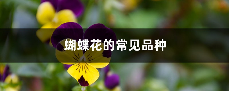 蝴蝶花的常见品种 蝴蝶花的常见品种