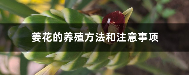 姜花的养殖方法和注意事项