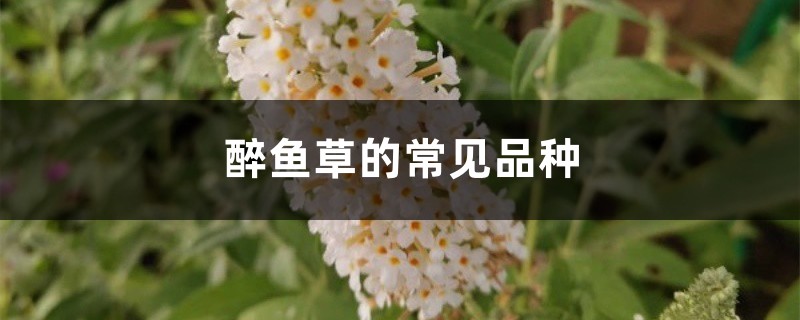 醉鱼草的常见品种 醉鱼草的常见品种