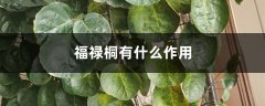 福禄桐有什么作用