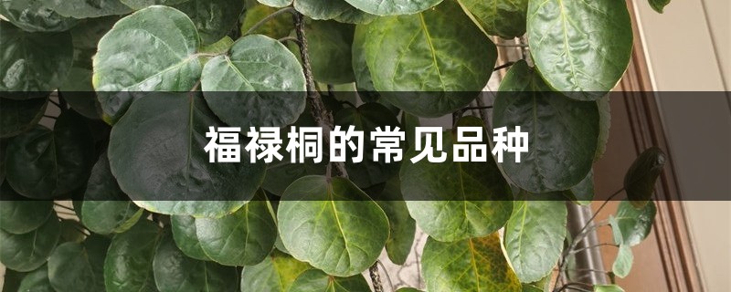 福禄桐的常见品种