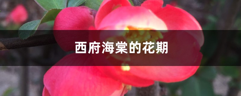 西府海棠的花期