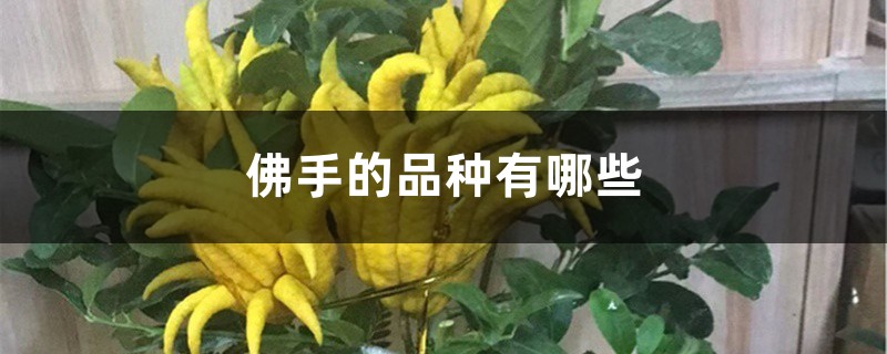 佛手的品种有哪些 佛手的品种有哪些