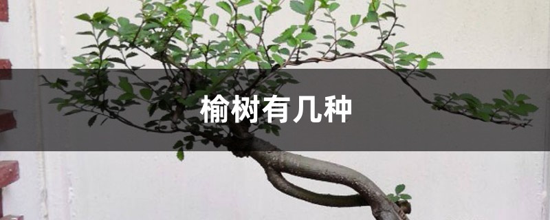 榆树有几种 榆树有几种