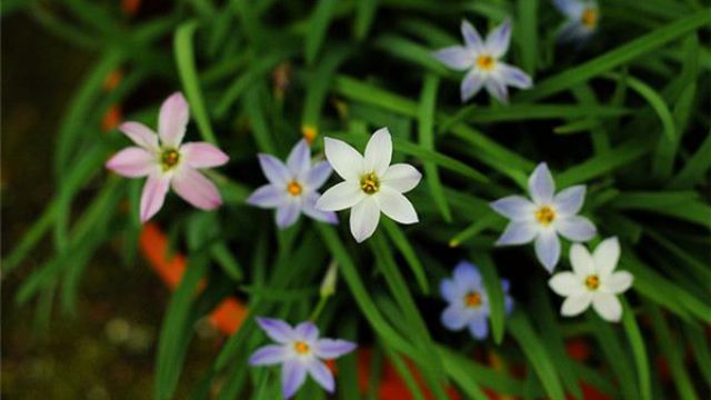 花韭与风雨兰的区别 花韭与风雨兰的区别