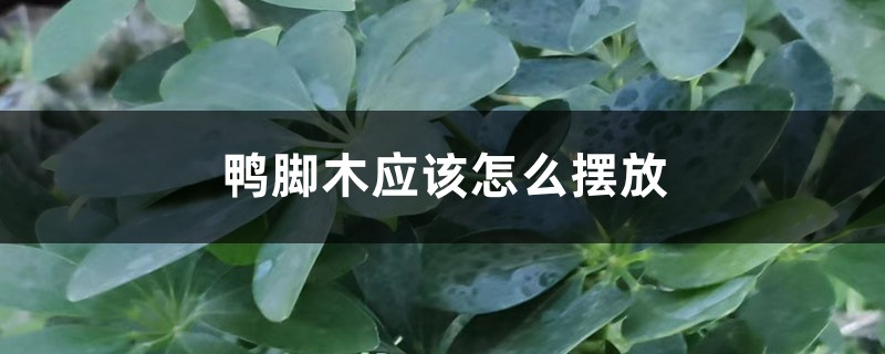 鸭脚木应该怎么摆放