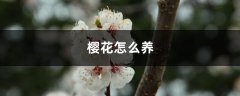 樱花怎么养