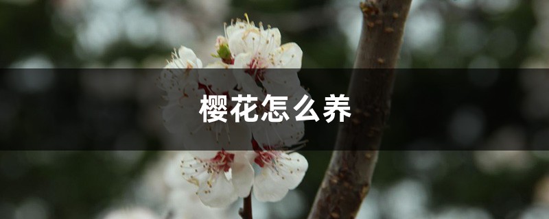 樱花怎么养 樱花怎么养