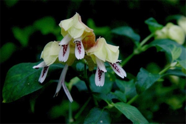 金苞花和虾衣花的区别 金苞花和虾衣花的区别