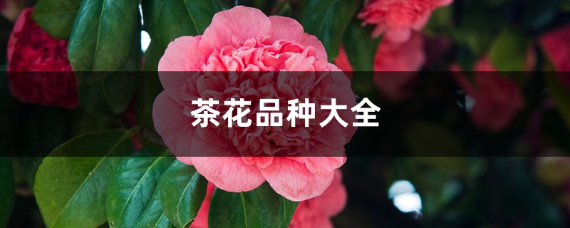 茶花品种大全