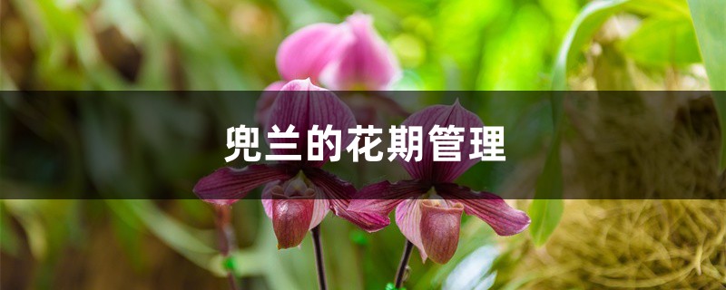 兜兰的花期管理 兜兰的花期管理