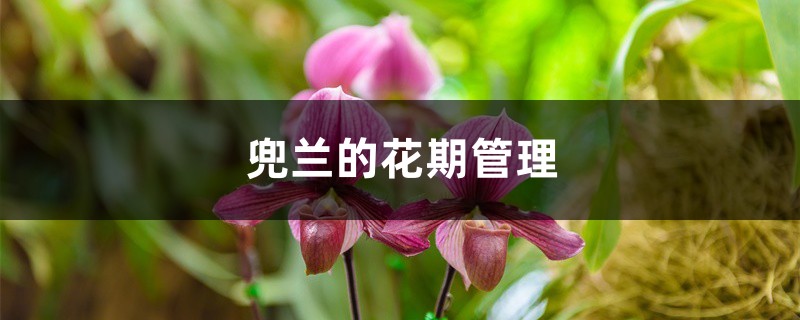 兜兰的花期管理