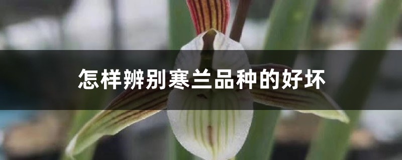 怎样辨别寒兰品种的好坏 怎样辨别寒兰品种的好坏