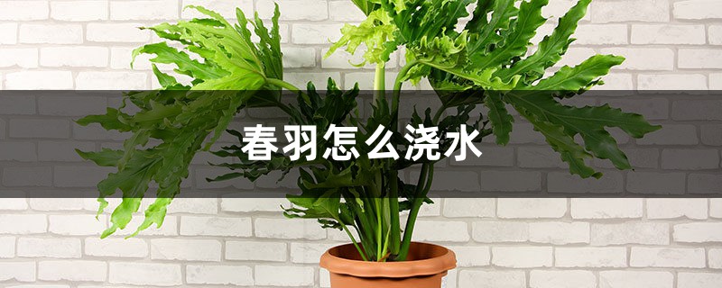 春羽怎么浇水 春羽怎么浇水