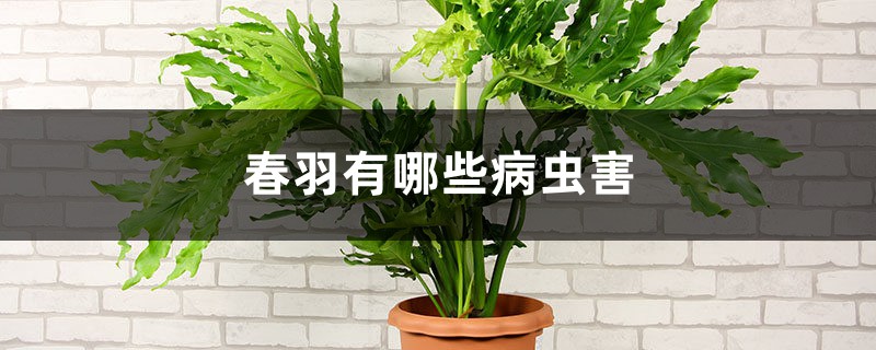 春羽有哪些病虫害 春羽有哪些病虫害