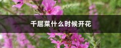 千屈菜什么时候开花