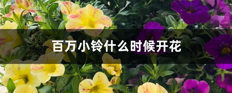 百万小铃什么时候开花