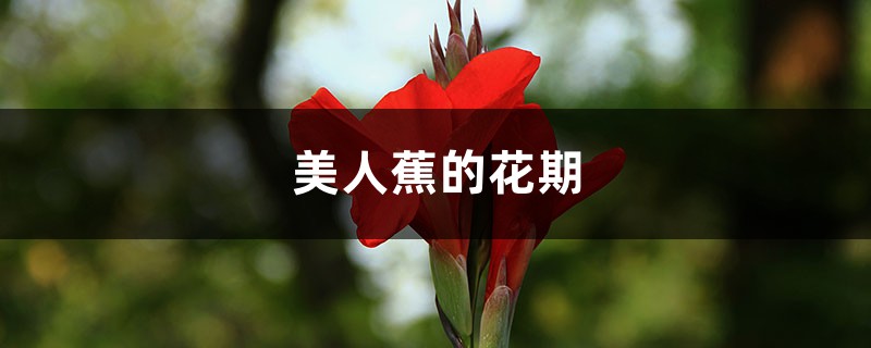 美人蕉的花期