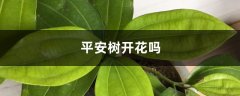 平安树开花吗