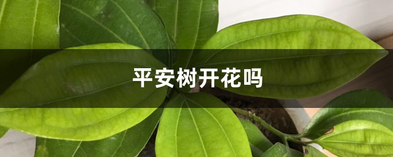 平安树开花吗