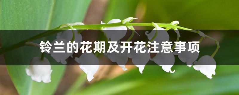 铃兰的花期及开花注意事项 铃兰的花期及开花注意事项