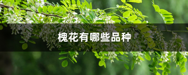 槐花有哪些品种 槐花有哪些品种