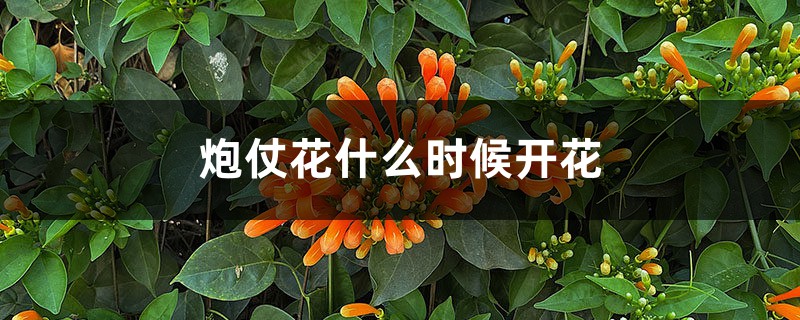 炮仗花什么时候开花