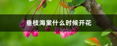 垂枝海棠什么时候开花