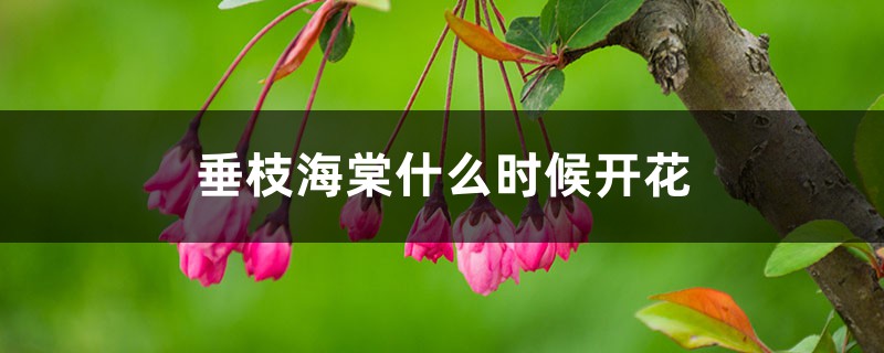 垂枝海棠什么时候开花 垂枝海棠什么时候开花