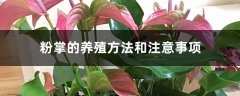 粉掌的养殖方法和注意事项