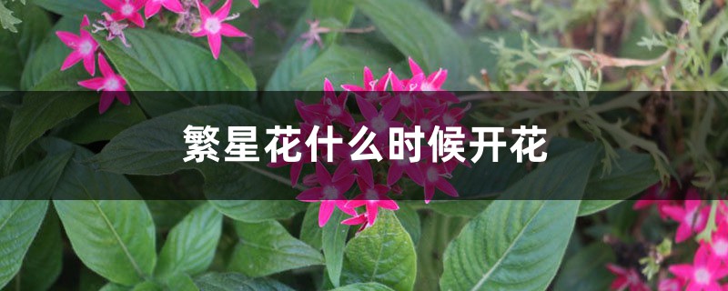 繁星花什么时候开花 繁星花什么时候开花