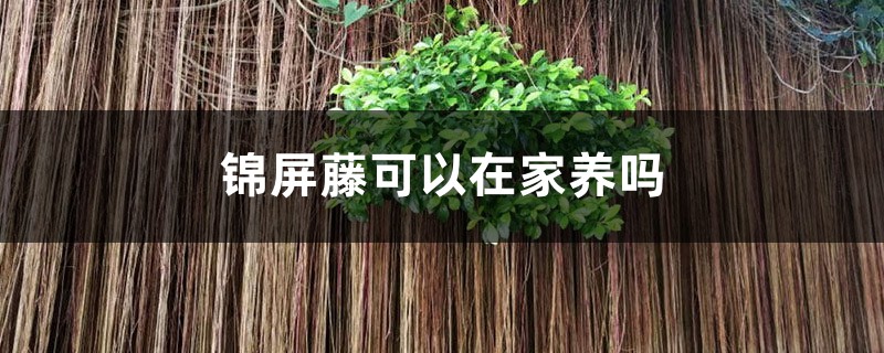 锦屏藤可以在家养吗