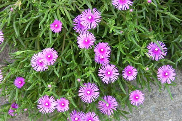 松叶菊什么时候开花 松叶菊什么时候开花