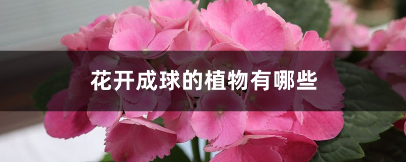 花开成球的植物有哪些 花开成球的植物有哪些