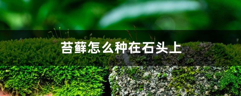 苔藓怎么种在石头上