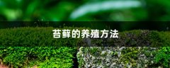 苔藓的养殖方法