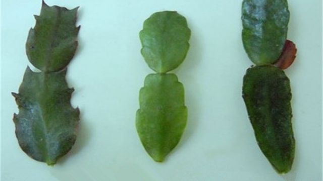 蟹爪兰和仙人指的区别 蟹爪兰和仙人指的区别