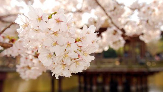 桃花和樱花怎么区别 桃花和樱花怎么区别