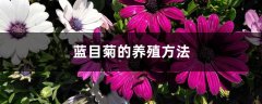 蓝目菊的养殖方法