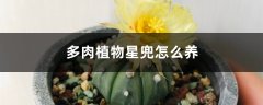 多肉植物星兜怎么养