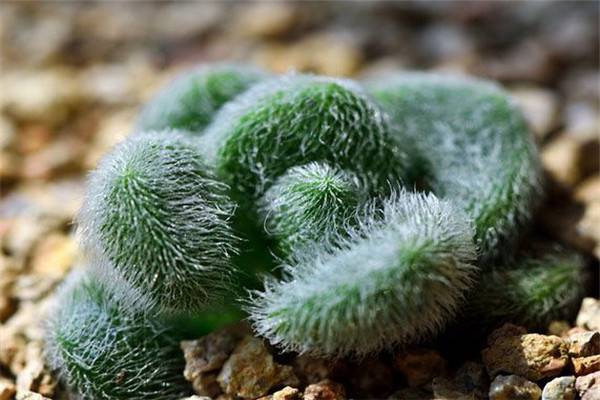 多肉植物信东尼的养殖方法 多肉植物信东尼的养殖方法