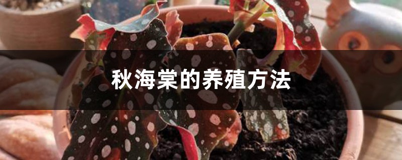 秋海棠的养殖方法 秋海棠的养殖方法