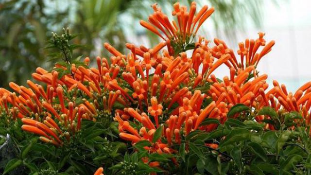 炮仗花和凌霄花的区别 炮仗花和凌霄花的区别