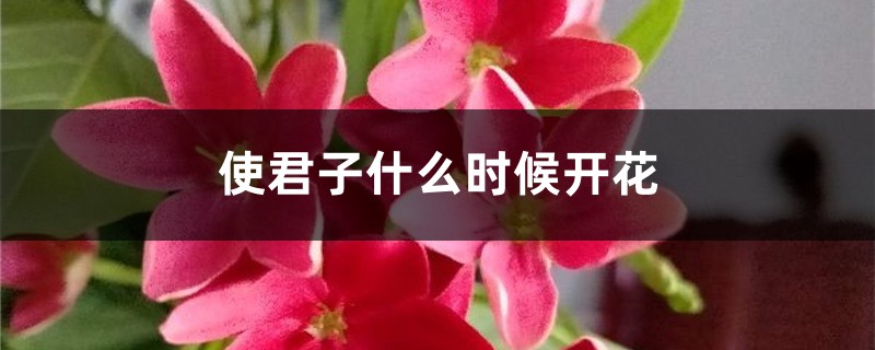 使君子什么时候开花