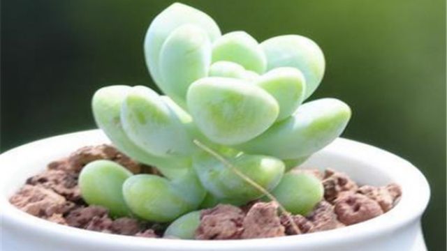 多肉植物天使之泪的养护方法 多肉植物天使之泪的养护方法