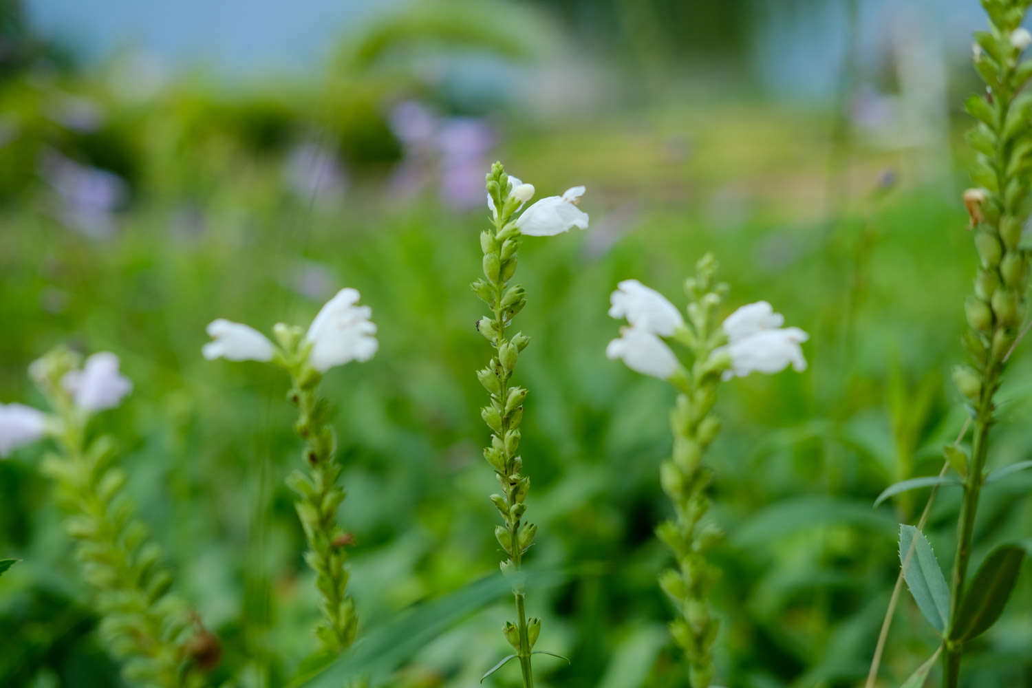 随意草 随意草