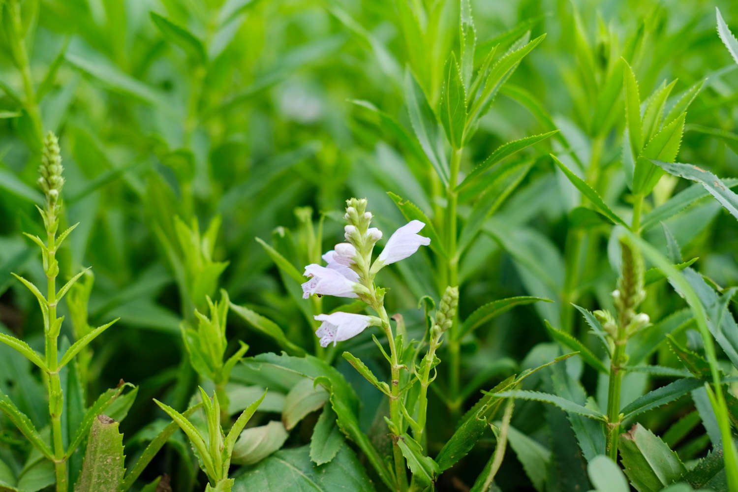随意草 随意草