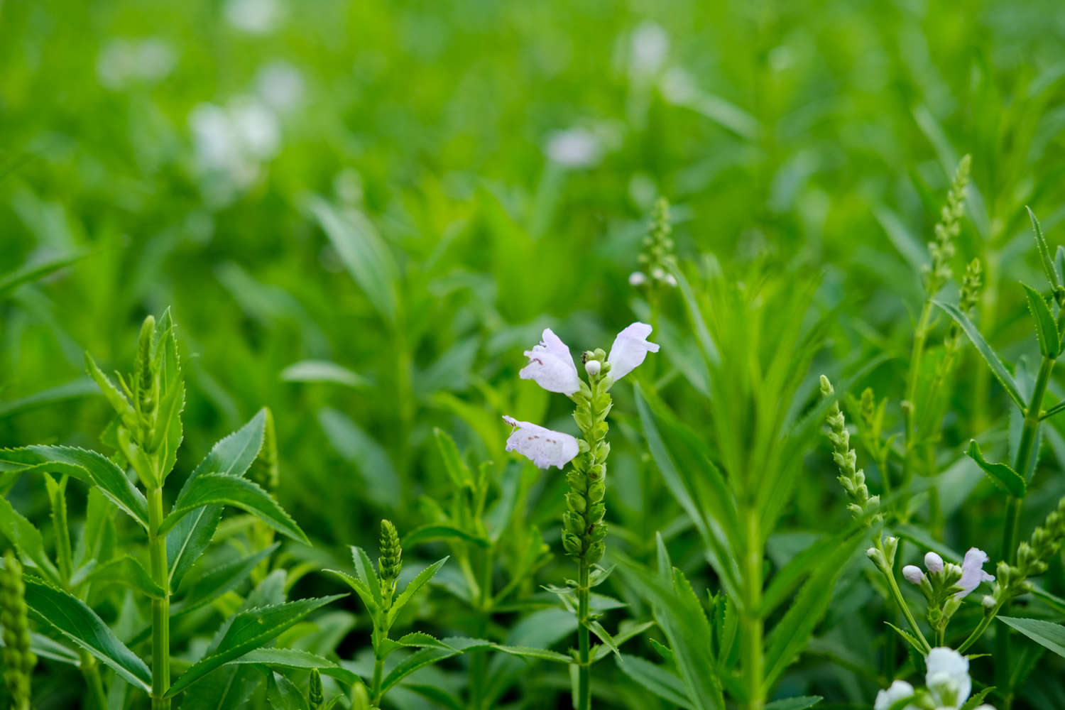 随意草 随意草