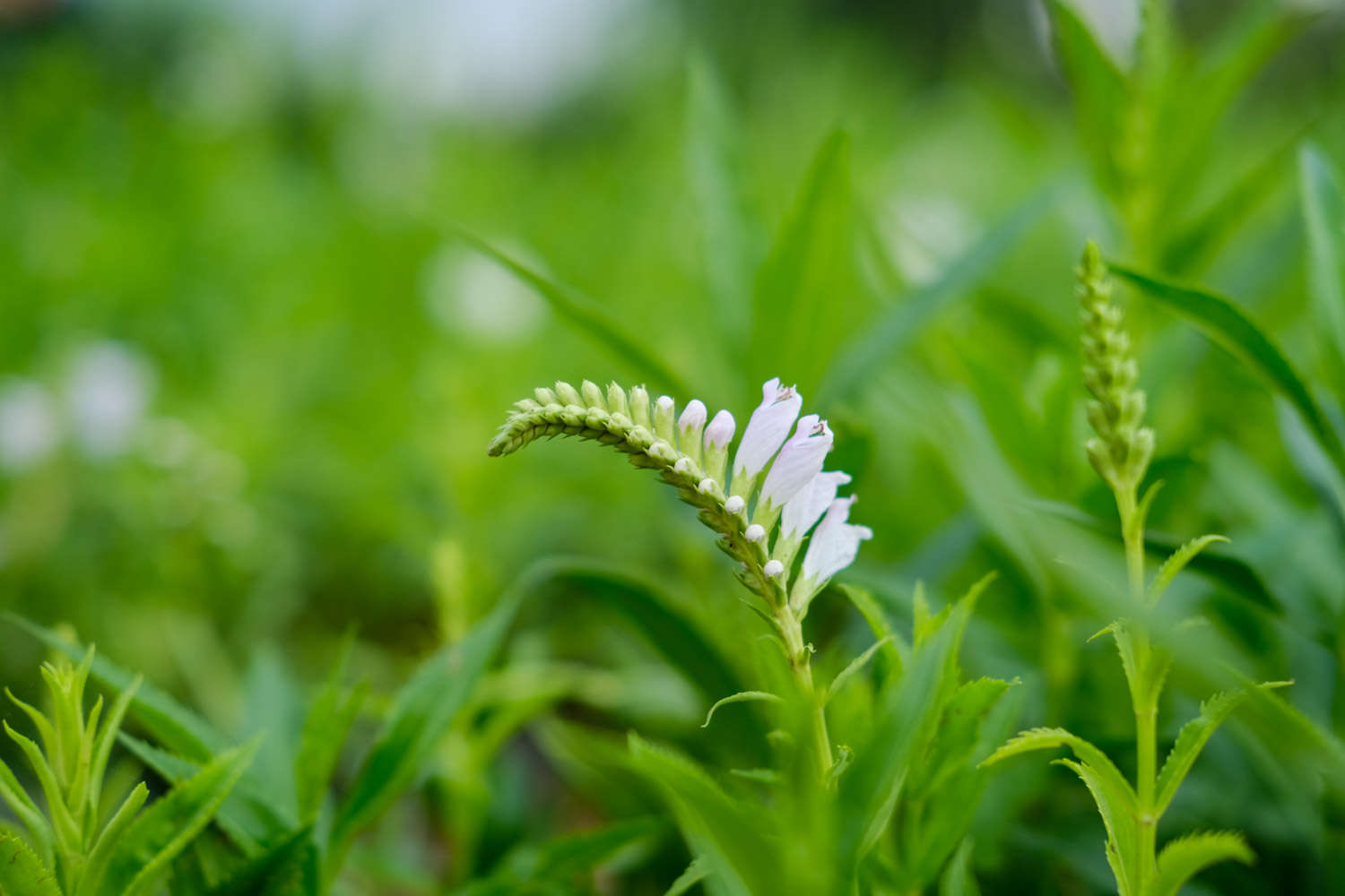 随意草 随意草