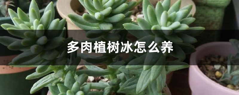 多肉植树冰怎么养